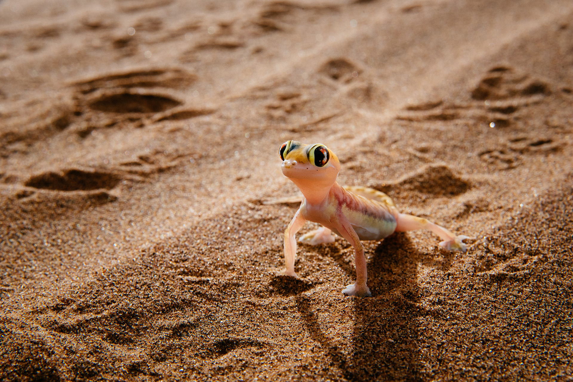 Bagatelle Lodge - Kalahari Game Ranch - Namibia - Gecko
