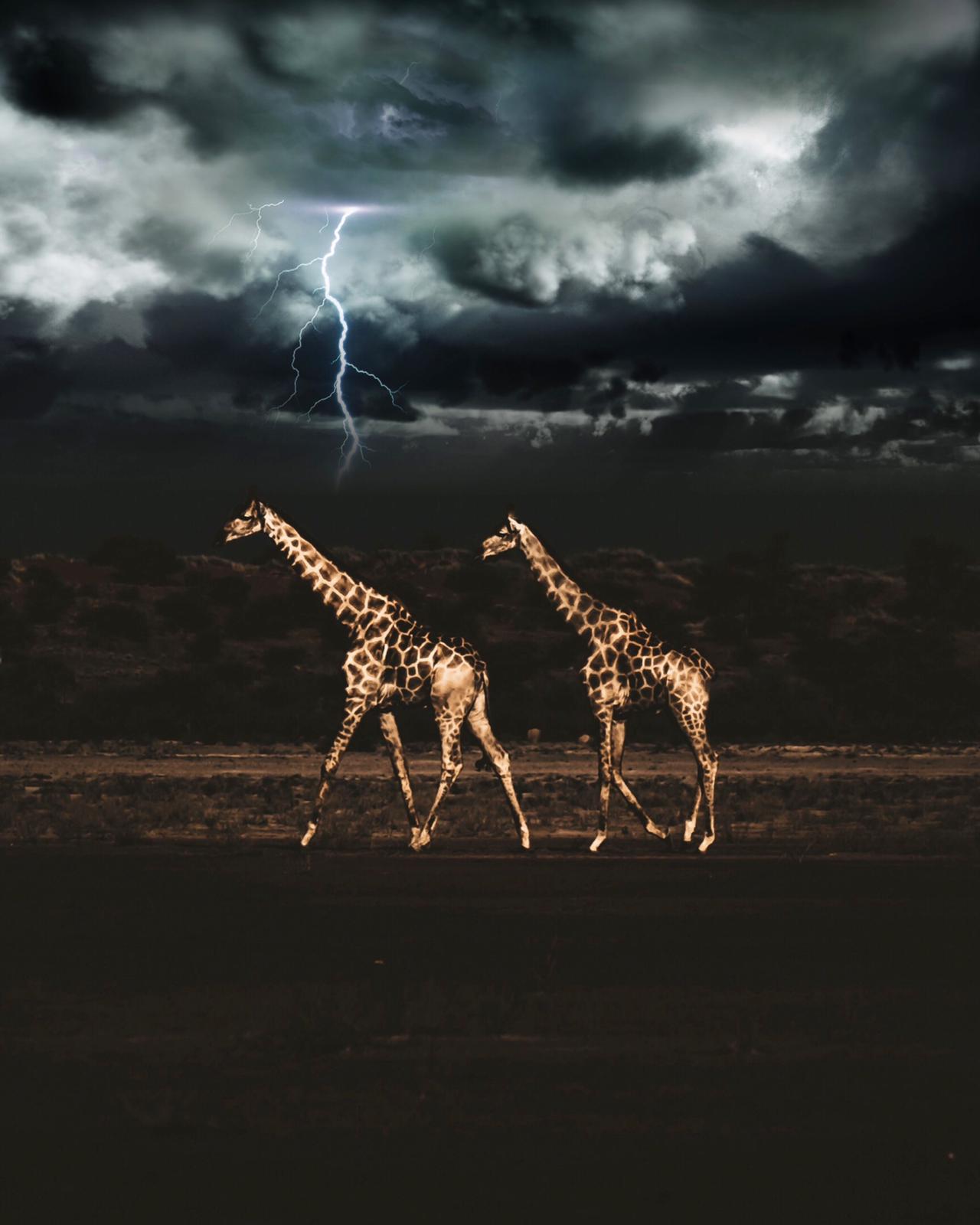 Bagatelle Lodge - Kalahari Game Ranch - Namibia - Giraffes and lightning
