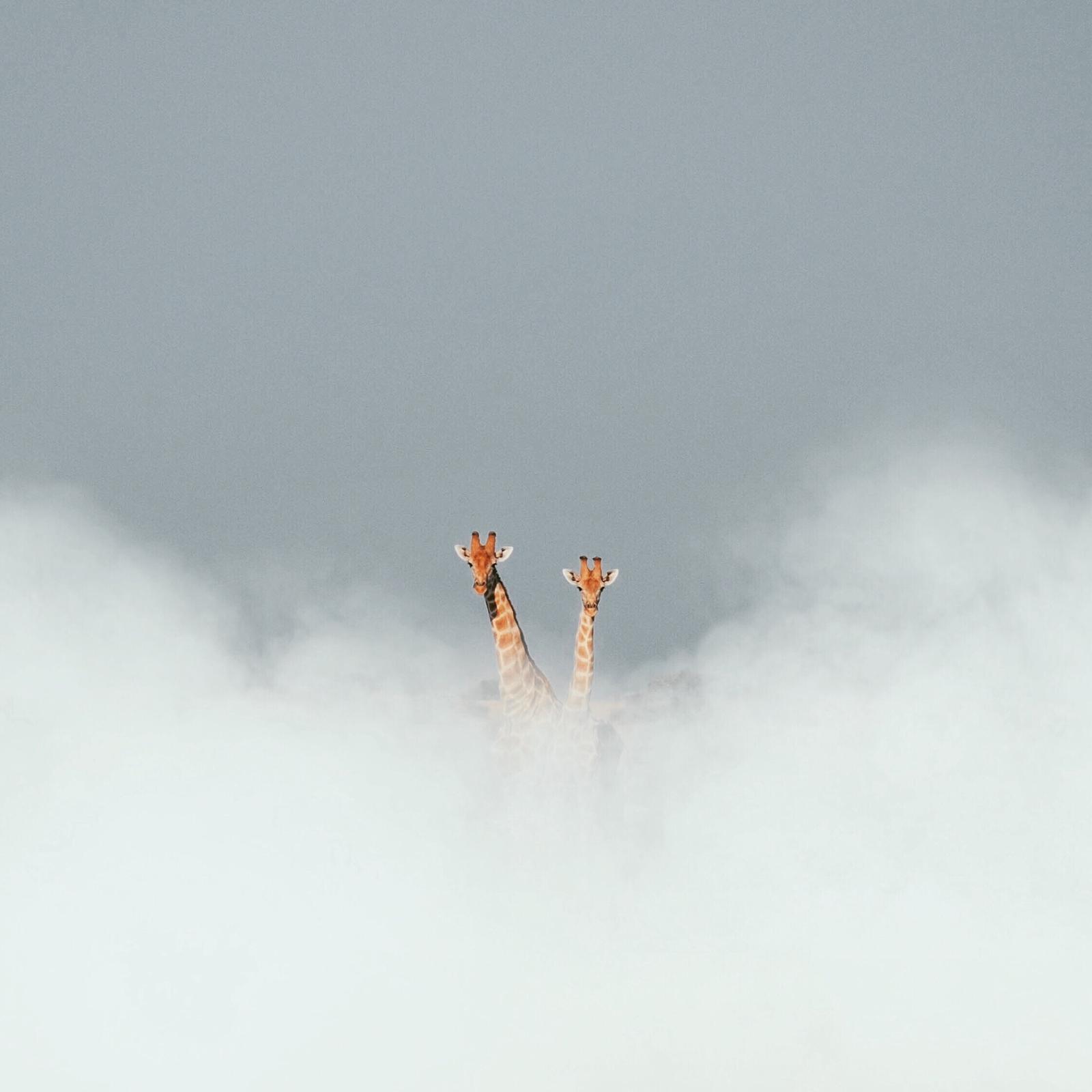 Bagatelle Lodge - Kalahari Game Ranch - Namibia - Giraffes peaking through clouds