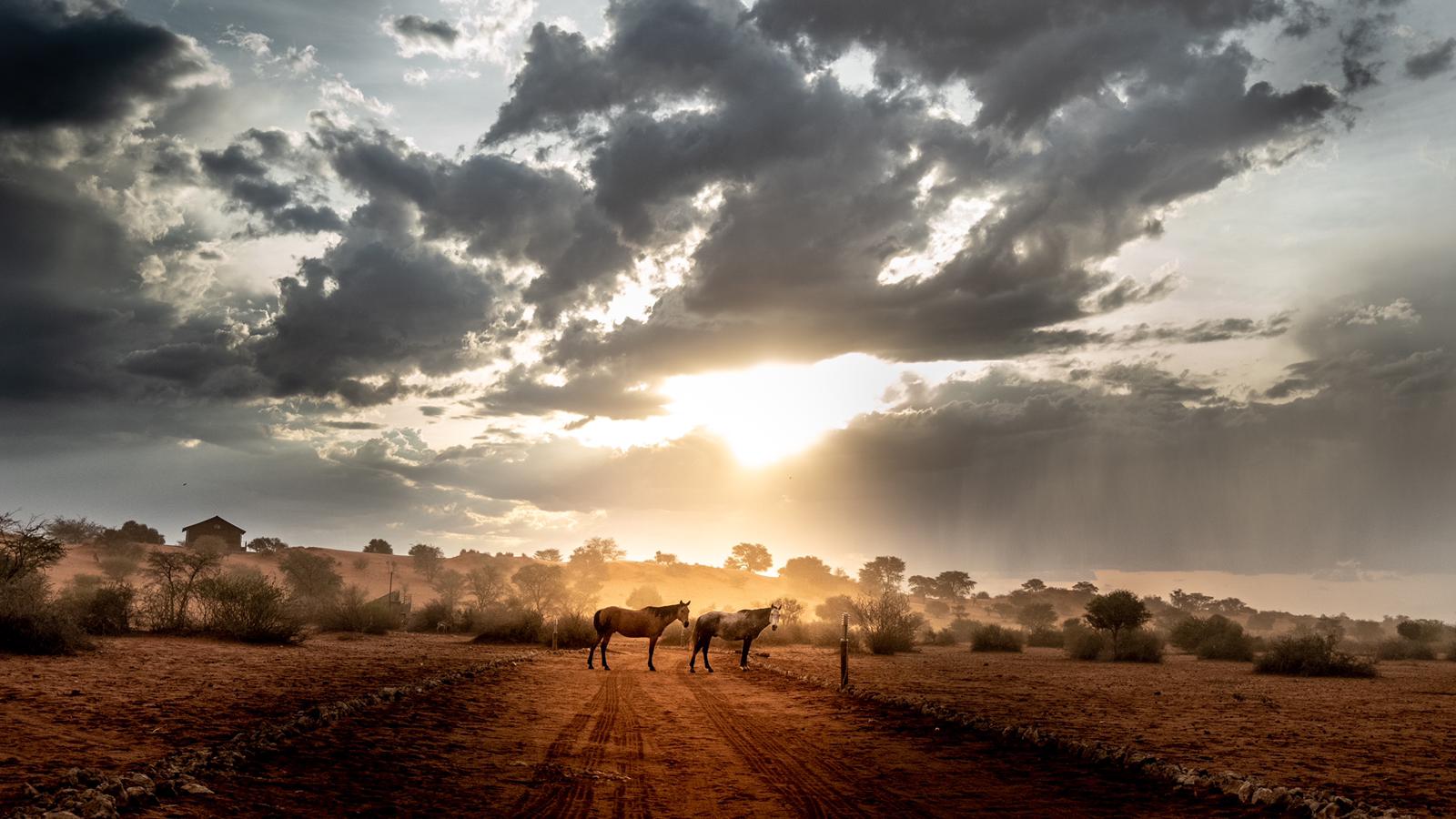 Bagatelle Lodge - Kalahari Game Ranch - Namibia - Horses on the road