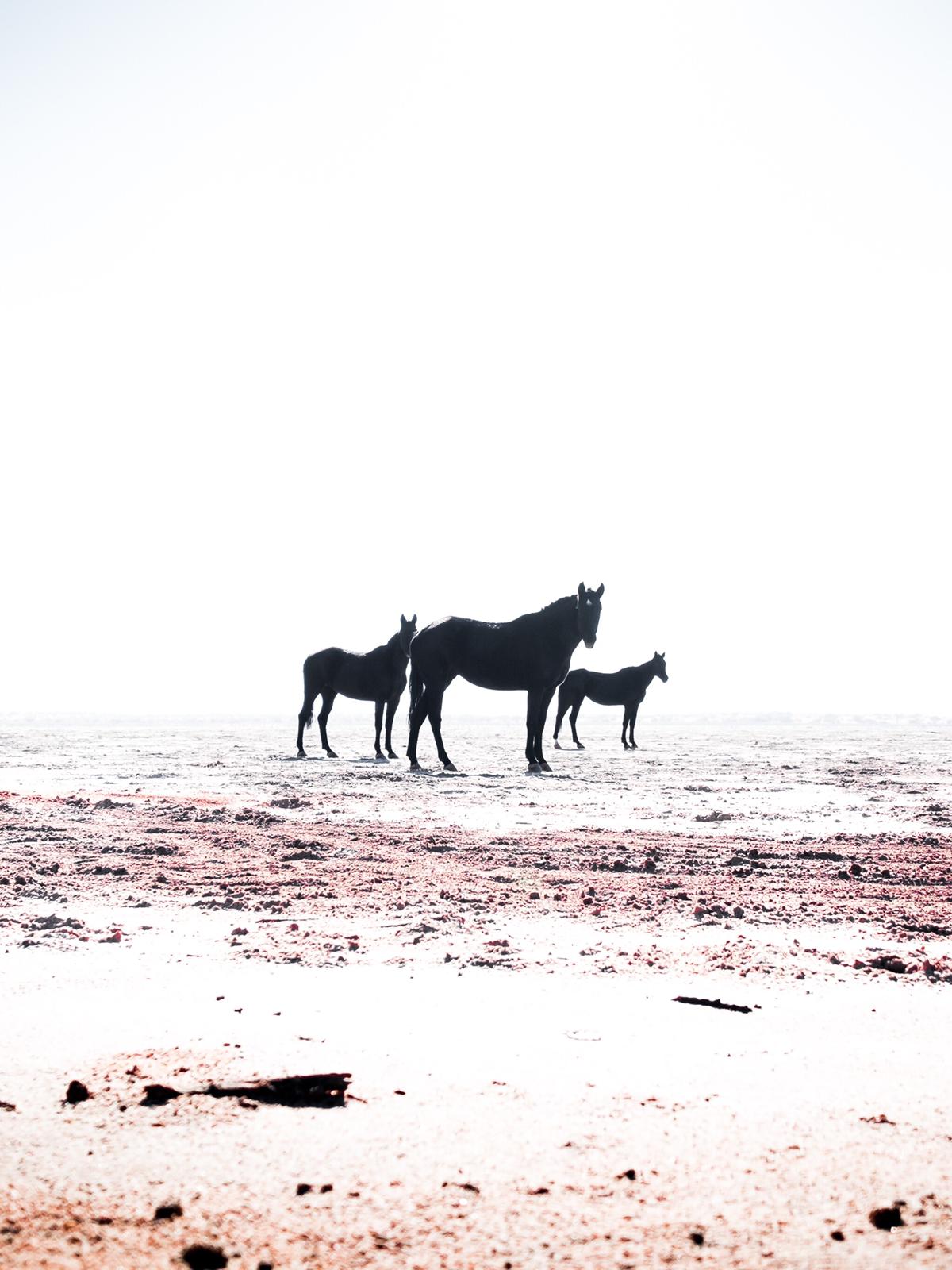 Bagatelle Lodge - Kalahari Game Ranch - Namibia - Horses