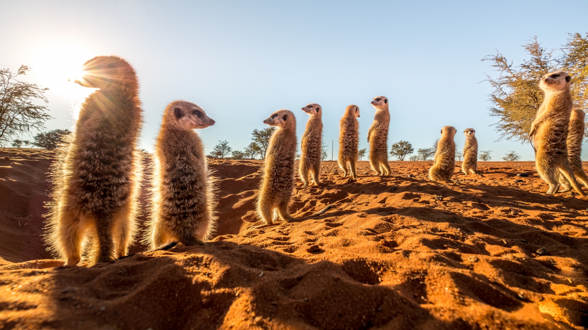 Bagatelle Lodge - Kalahari Game Ranch - Namibia - Meerkat Family