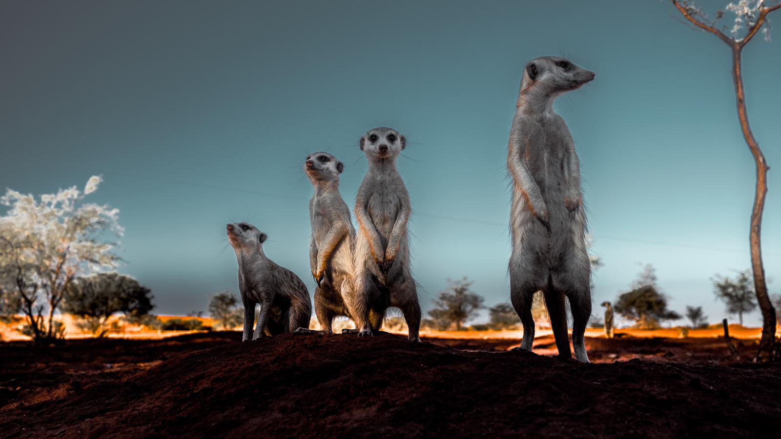 Bagatelle Lodge - Kalahari Game Ranch - Namibia - Meerkats