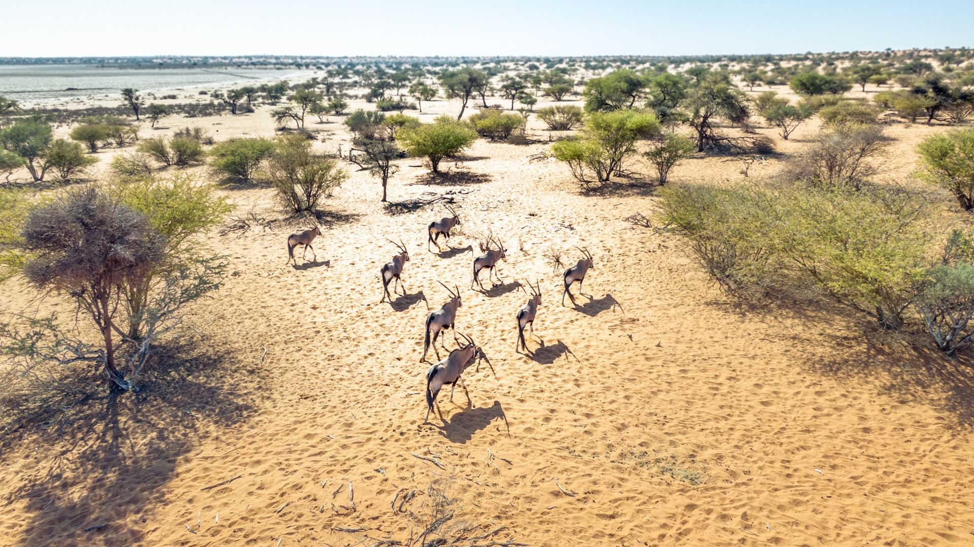 Bagatelle Lodge - Kalahari Game Ranch - Namibia - Oryx on the move